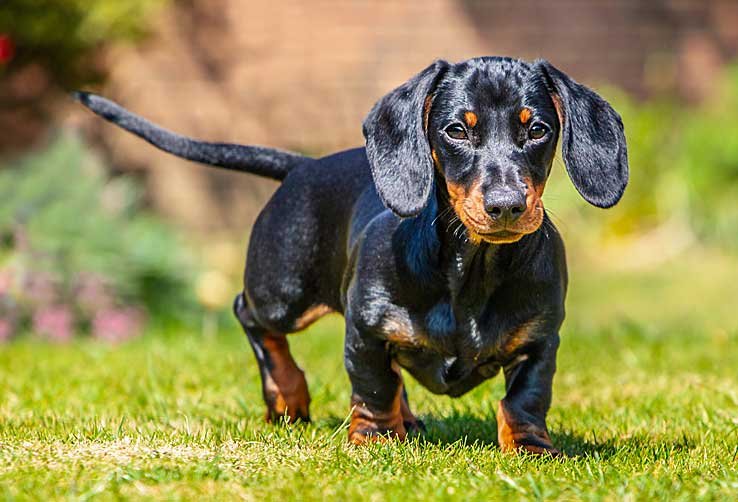 Best Dog Beds for Dachshunds