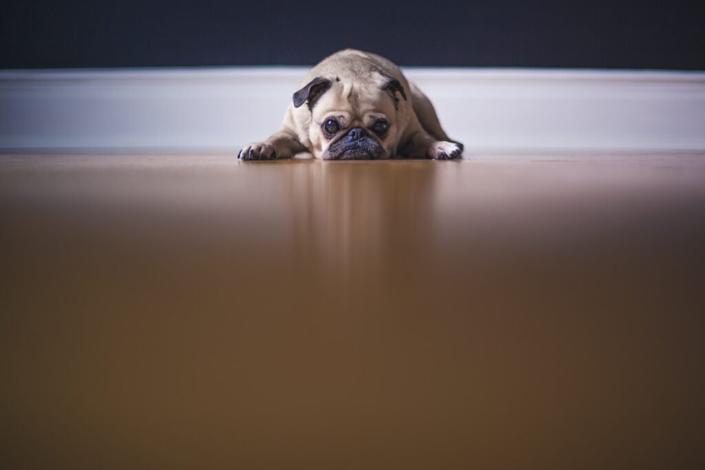 fawn pug lying on floor