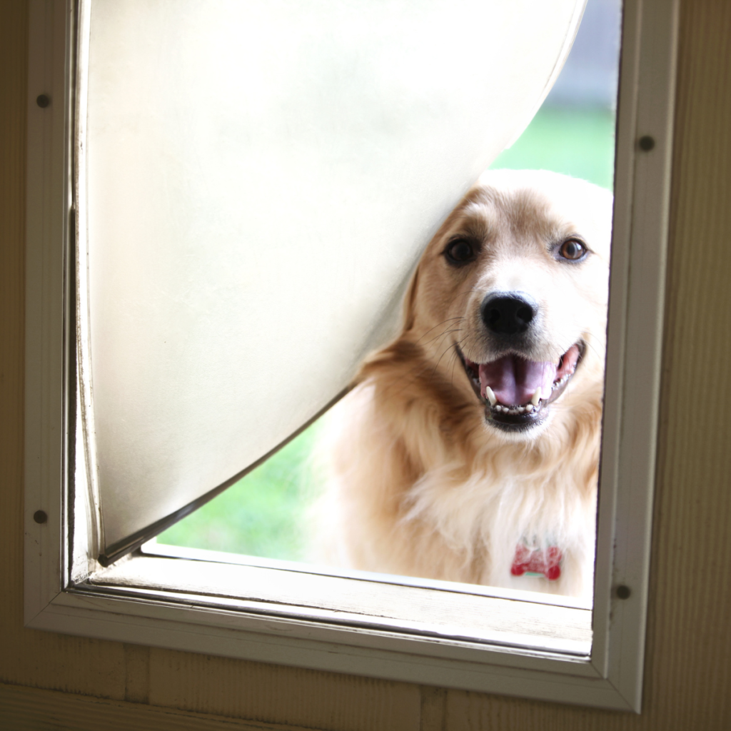 Doggy Door