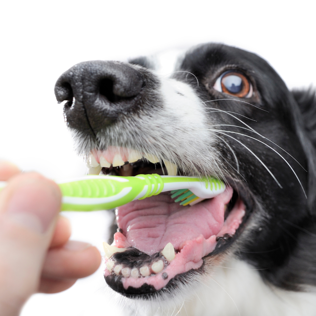 How Often Should I Brush My Dog's Teeth?