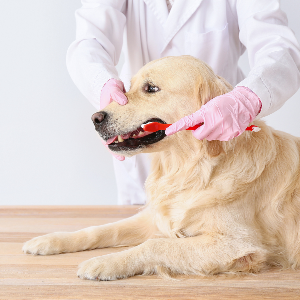 How Often Should I Brush My Dog's Teeth?