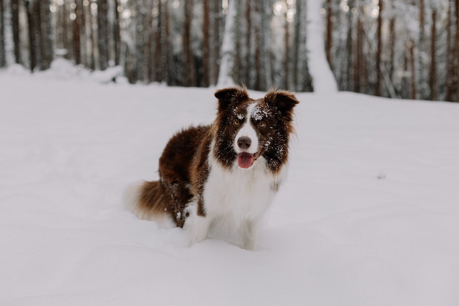 How Can I Keep My Dogs Paws Clean?