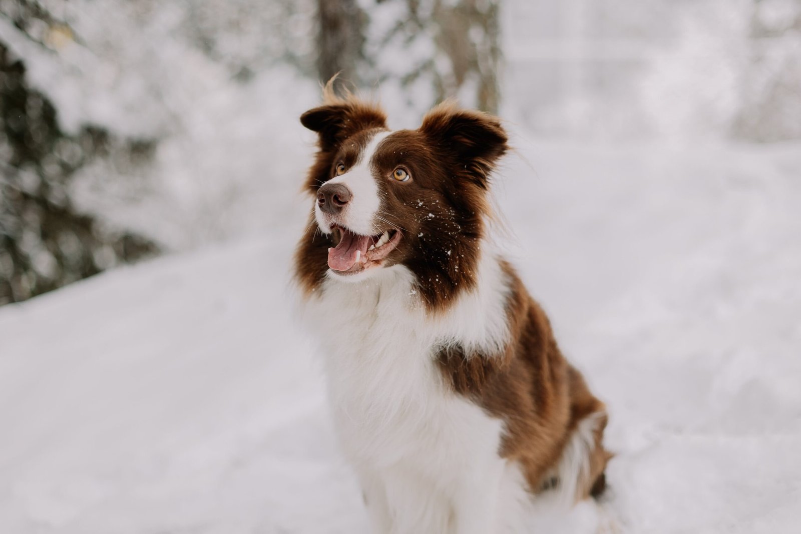 How Can I Train My Dog To Come When Called?