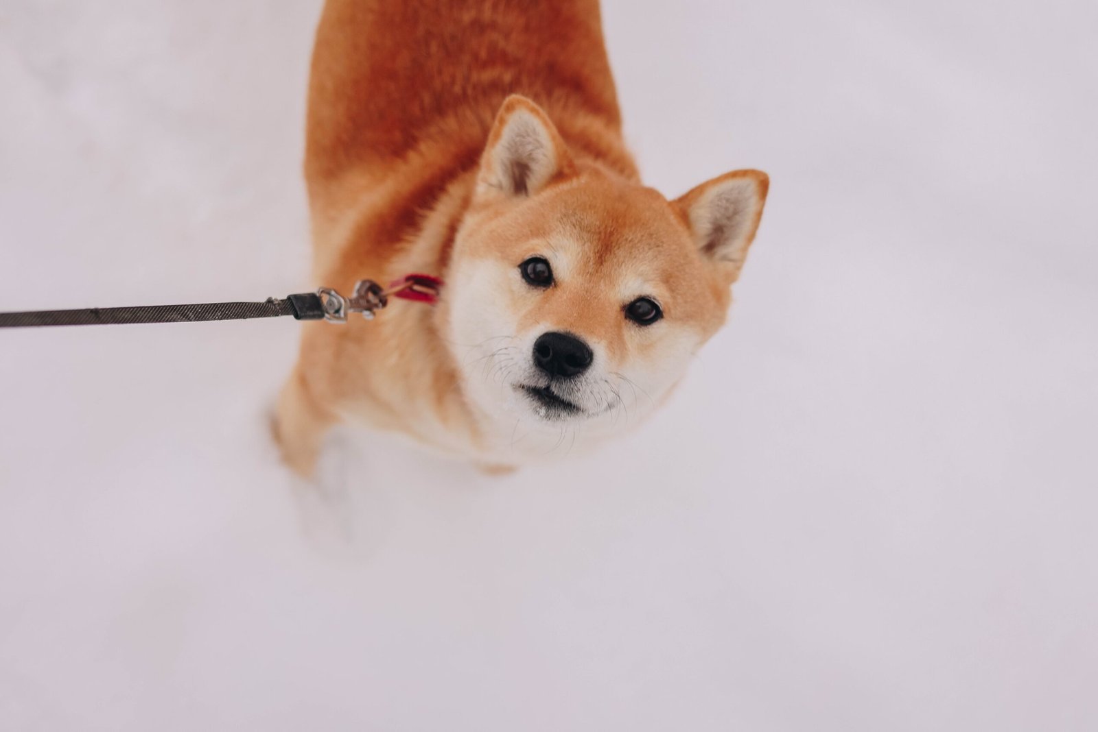 How Can I Train My Dog To Come When Called?