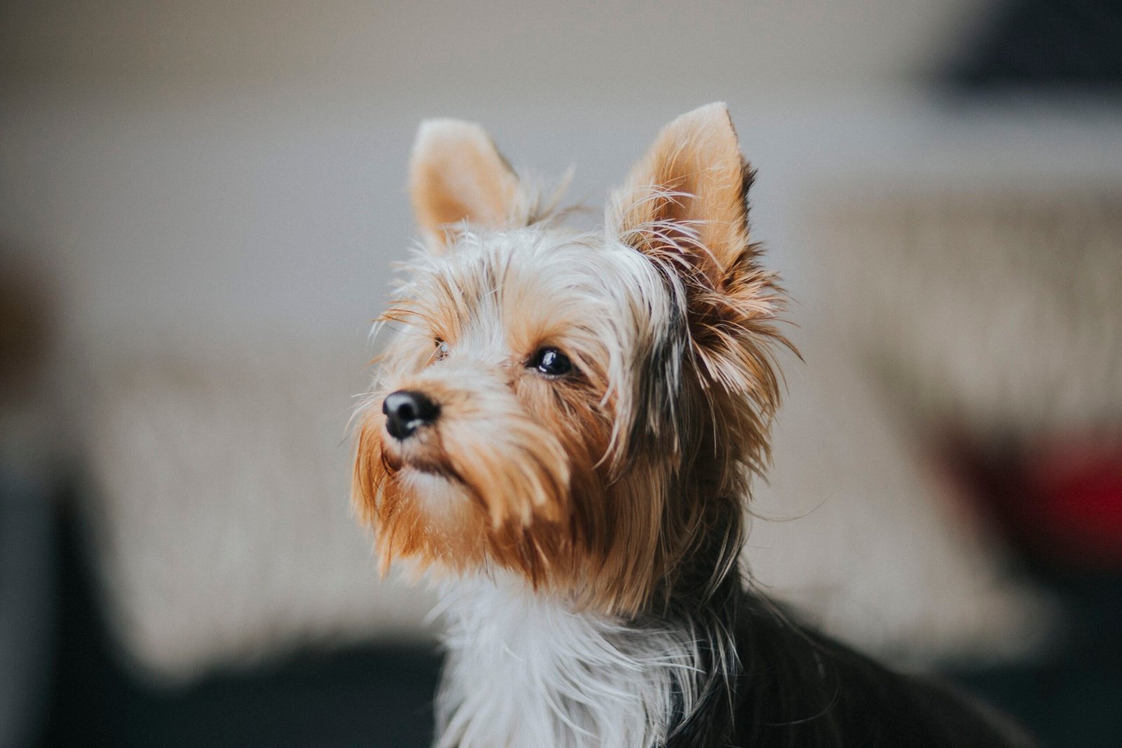 How Often Should I Brush My Dogs Coat?