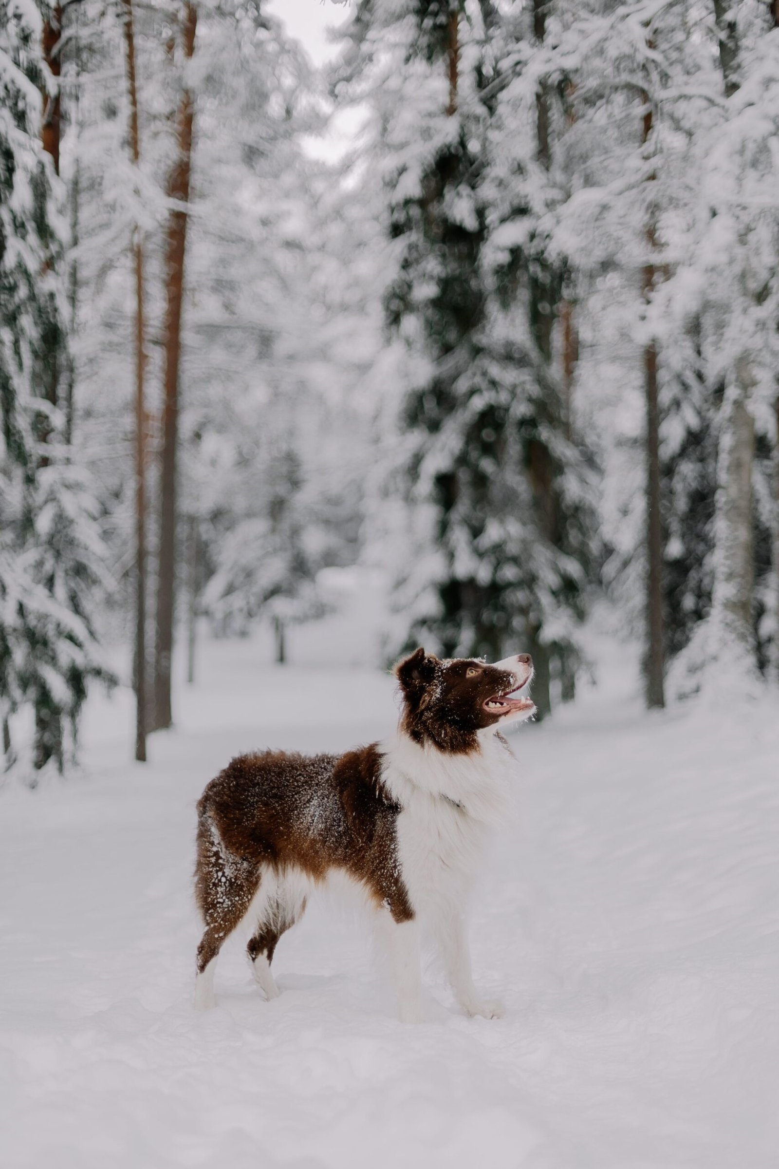 How Often Should I Clean My Dogs Ears?