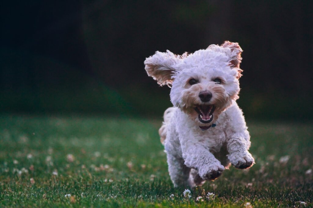 happy healthy dog