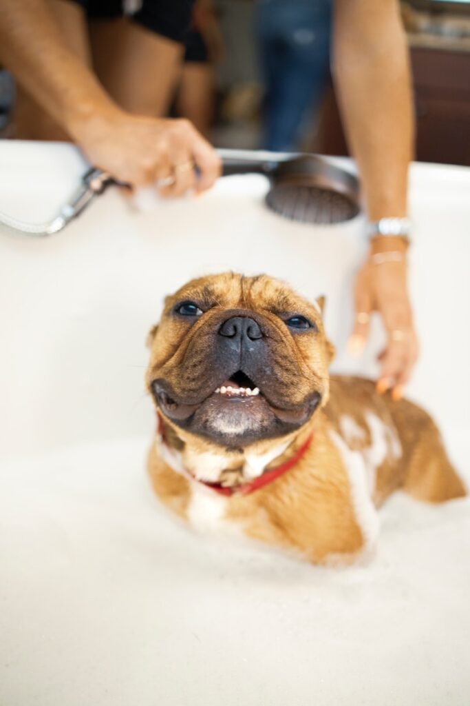 How Often Should I Bathe My Dog?