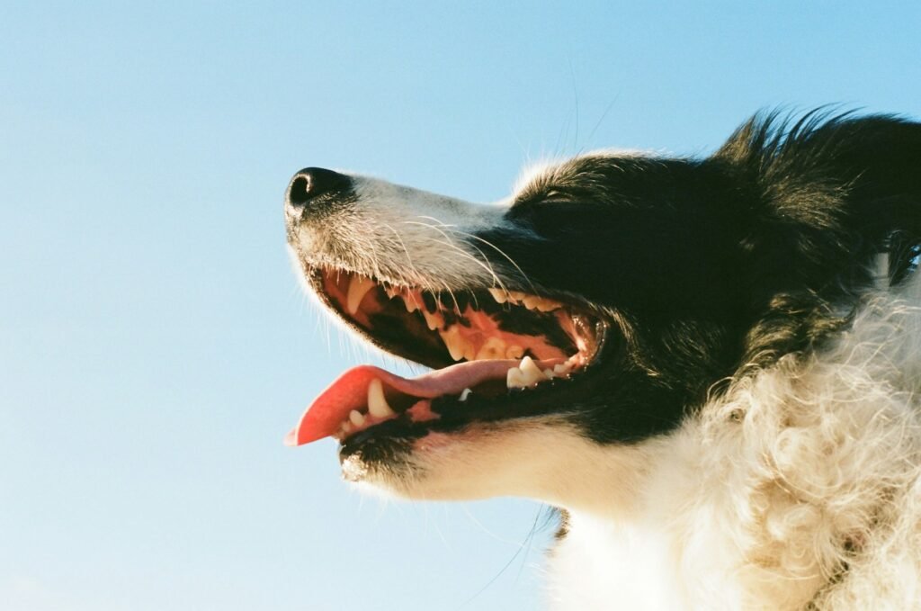 white and black dog