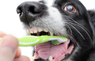 How Often Should I Brush My Dog’s Teeth?