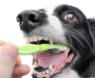 How Often Should I Brush My Dog’s Teeth?