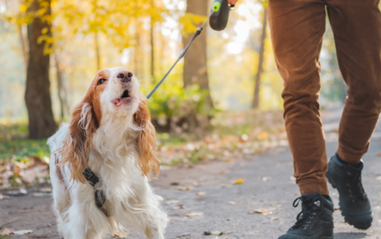 How Can I Stop My Dog From Barking Excessively?