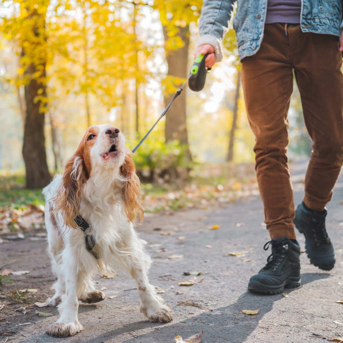 How Can I Stop My Dog From Barking Excessively?