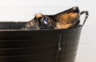 How Often Should I Bathe My Dog?