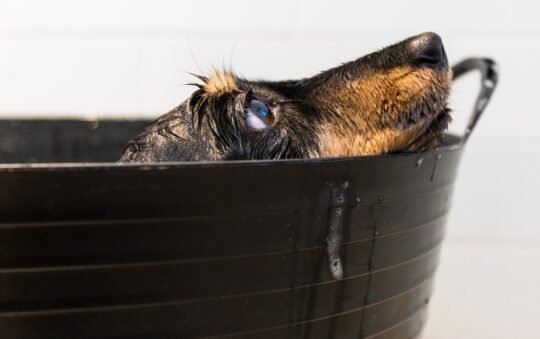 How Often Should I Bathe My Dog?