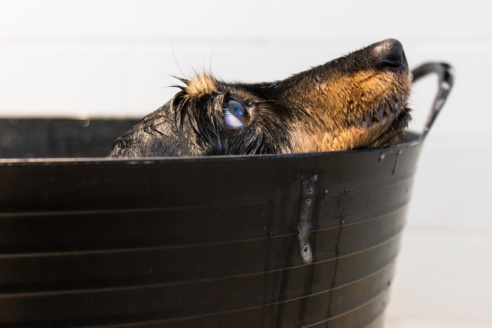 How Often Should I Bathe My Dog?