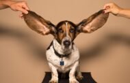 How Often Should I Clean My Dog’s Ears?