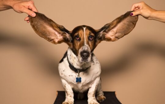 How Often Should I Clean My Dog’s Ears?