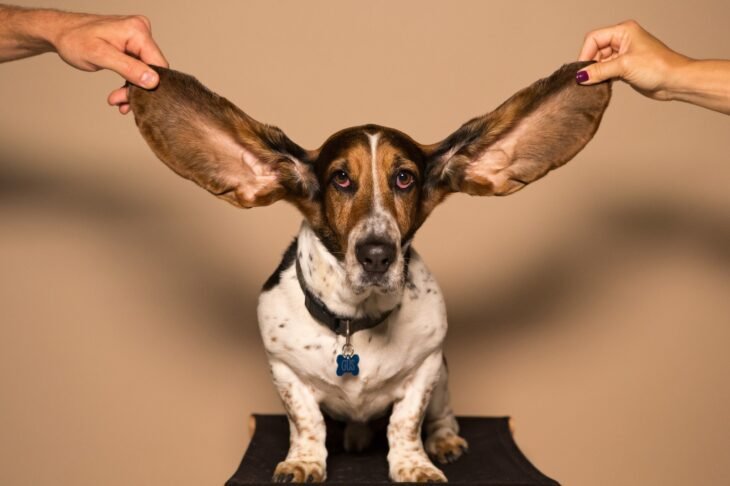 How Often Should I Clean My Dog’s Ears?